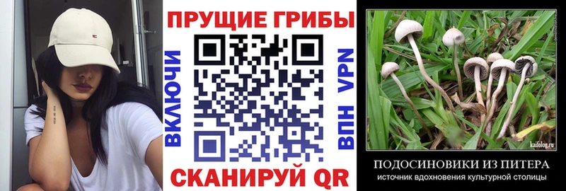 Псилоцибиновые грибы Psilocybe  Лахденпохья 